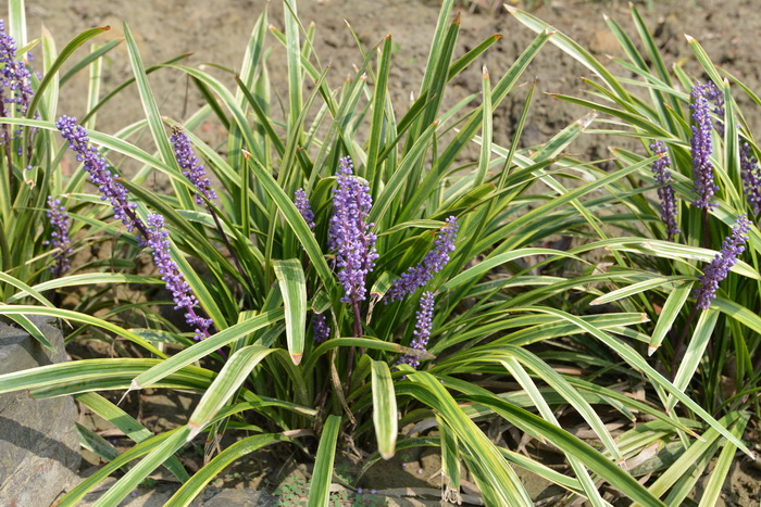金边阔叶山麦冬Liriope muscari 'Variegata' 金边阔叶山麦冬Liriope muscari 'Variegata'