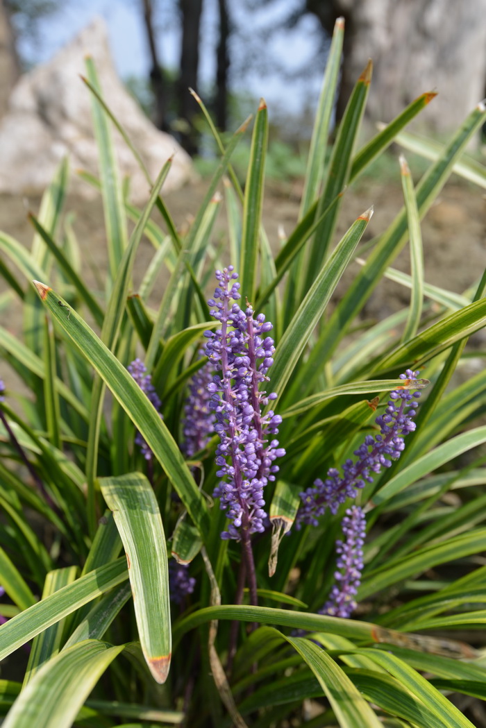 金边阔叶山麦冬Liriope muscari 'Variegata' 金边阔叶山麦冬Liriope muscari 'Variegata'