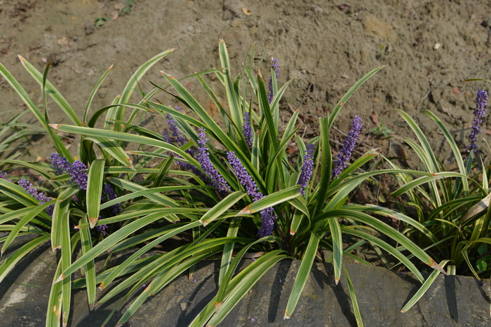 金边阔叶山麦冬Liriope muscari 'Variegata' 金边阔叶山麦冬Liriope muscari 'Variegata'