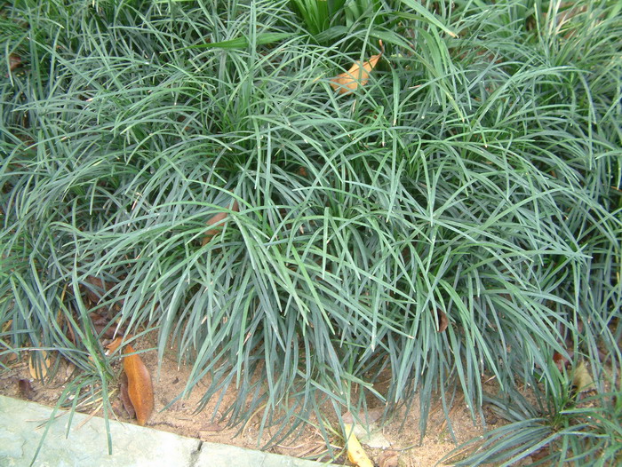 沿阶草Ophiopogon bodinieri