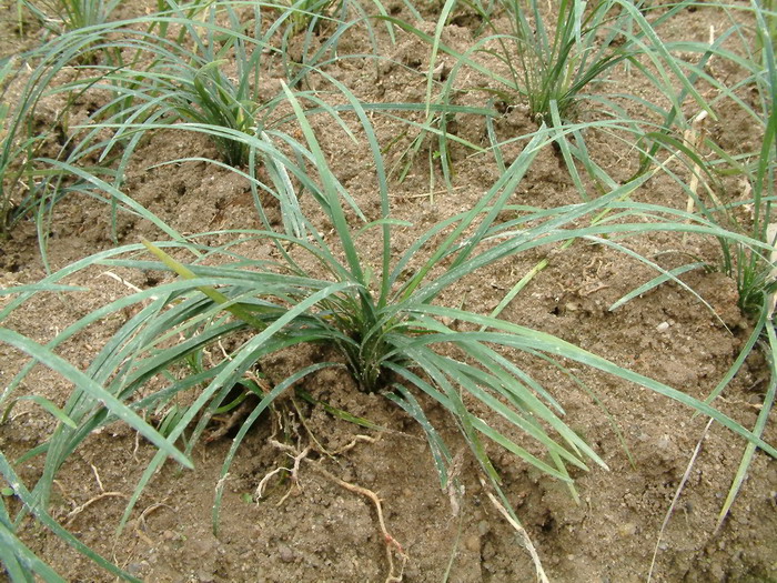 沿阶草Ophiopogon bodinieri