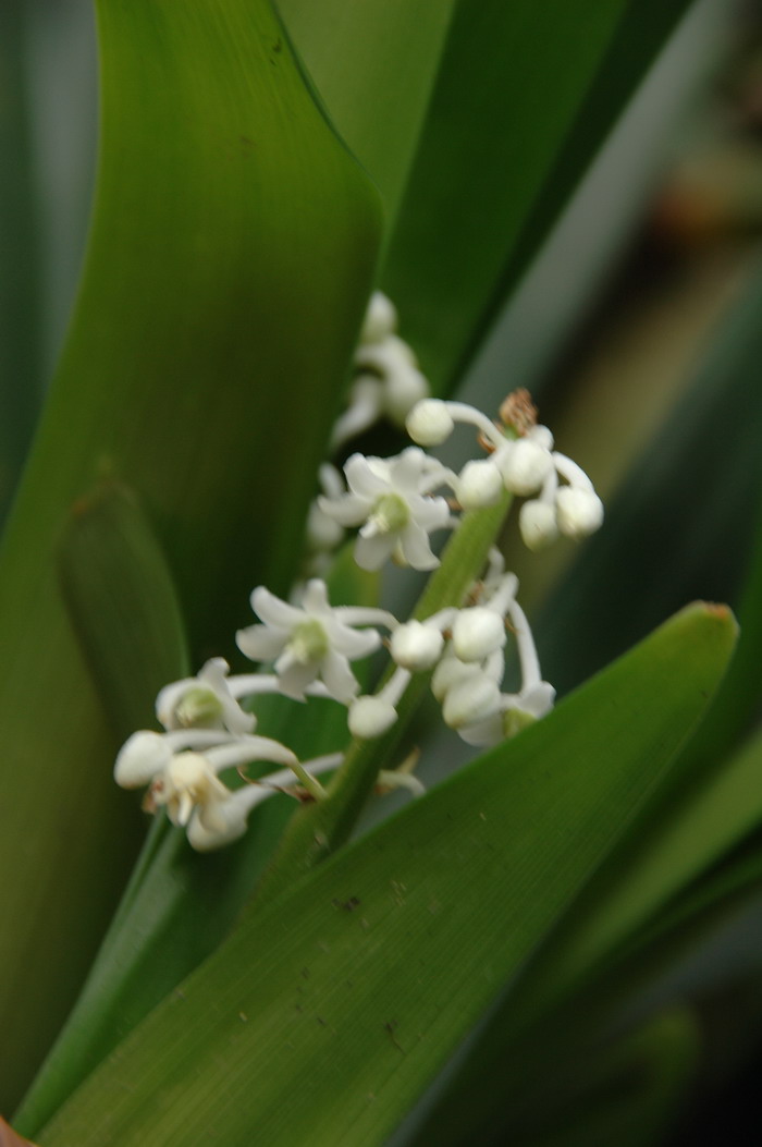 厚叶沿阶草Ophiopogon corifolius