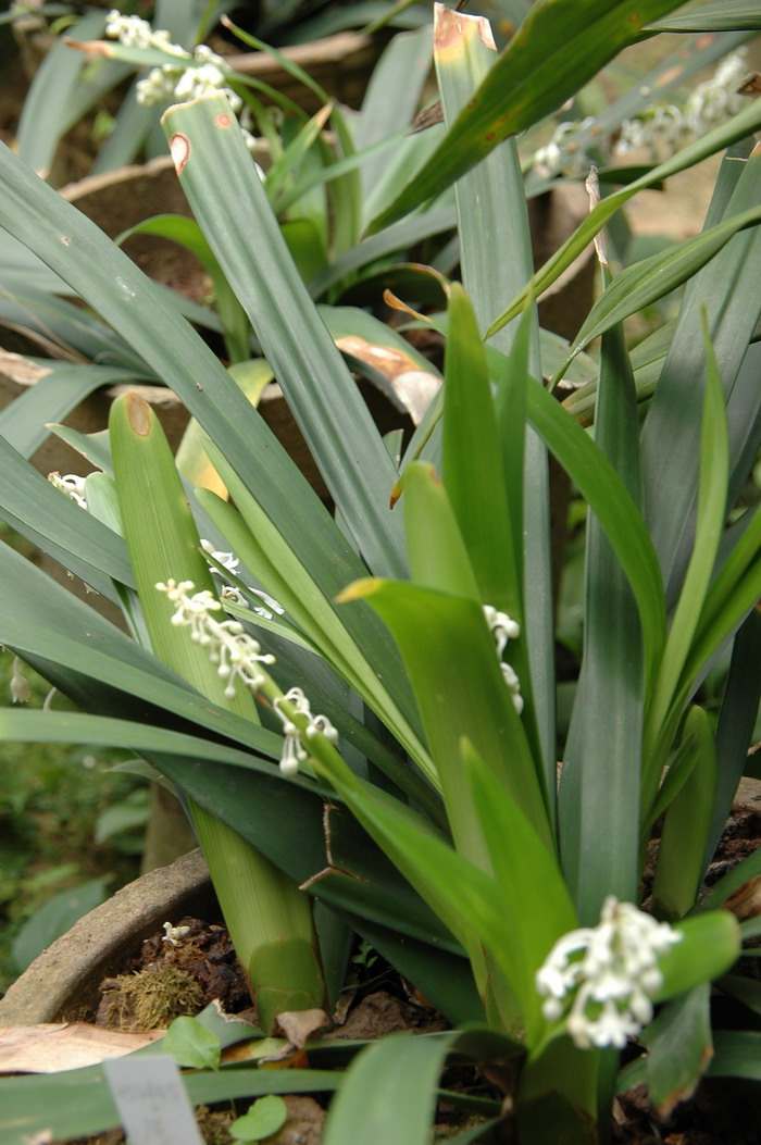 厚叶沿阶草Ophiopogon corifolius 厚叶沿阶草Ophiopogon corifolius