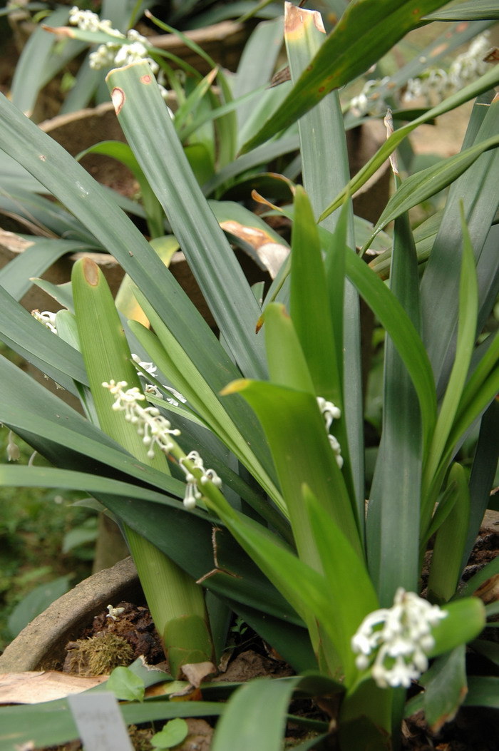 厚叶沿阶草Ophiopogon corifolius