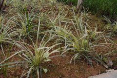花边沿阶草Ophiopogon intermedius 'Argenteo-marginatus'