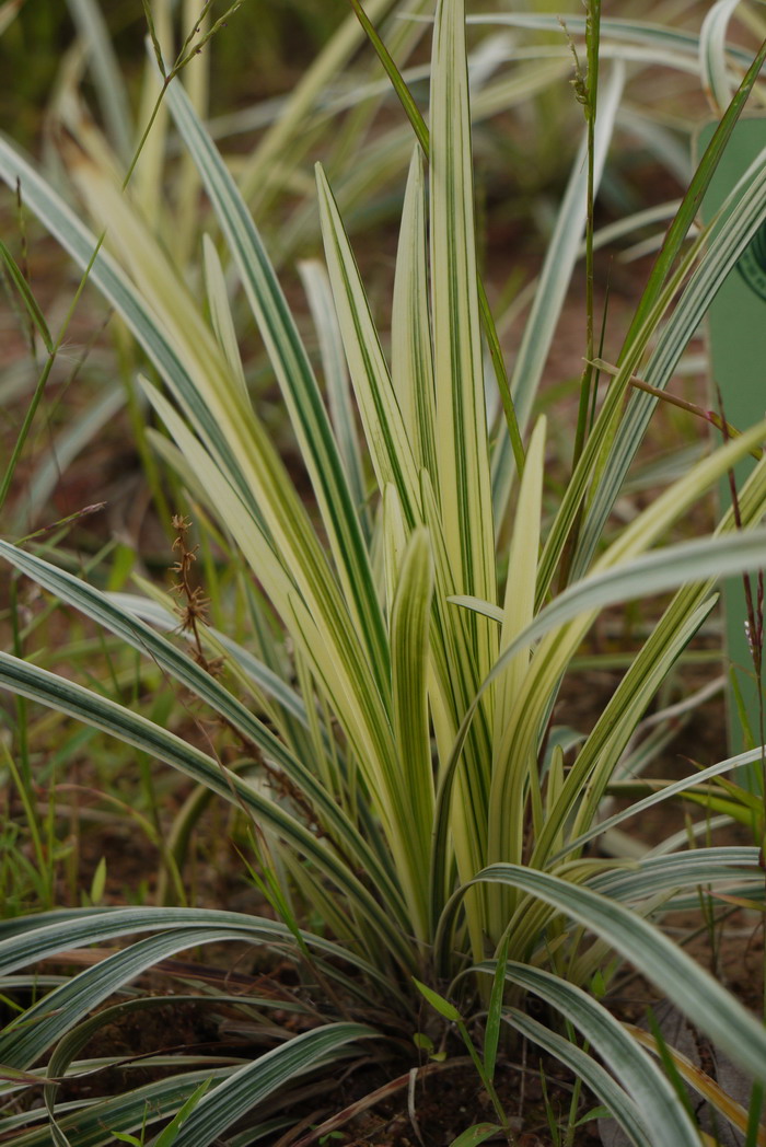 花边沿阶草Ophiopogon intermedius 'Argenteo-marginatus'