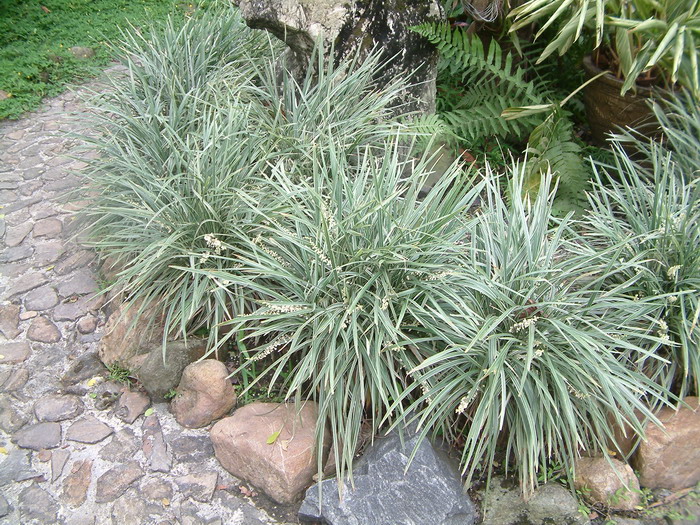 假金丝马尾Ophiopogon jaburan 'Aurea variegata' 假金丝马尾Ophiopogon jaburan 'Aurea variegata'