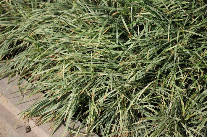 假金丝马尾Ophiopogon jaburan 'Aurea variegata'