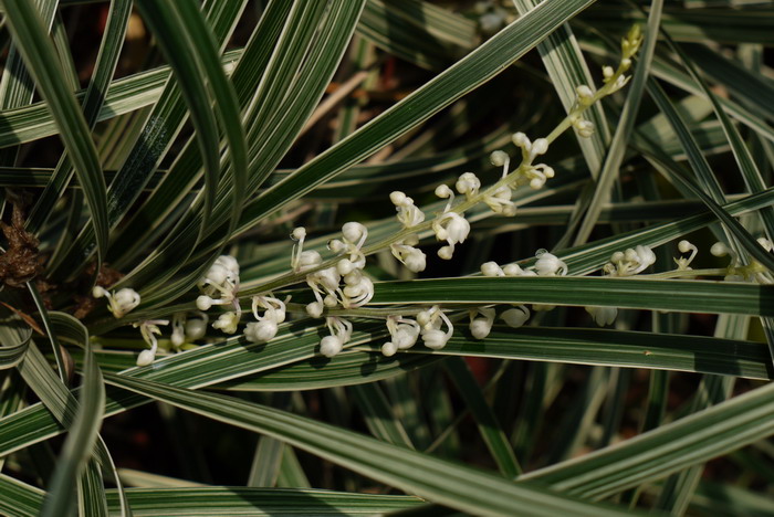 假金丝马尾Ophiopogon jaburan 'Aurea variegata' 假金丝马尾Ophiopogon jaburan 'Aurea variegata'