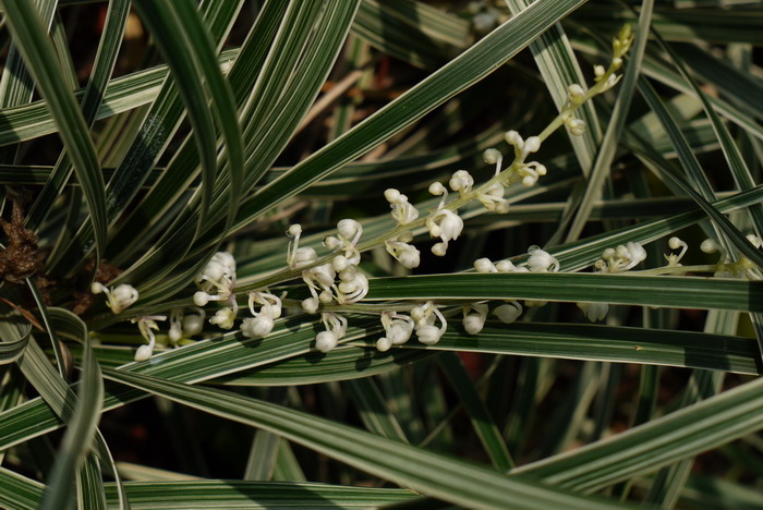 假金丝马尾Ophiopogon jaburan 'Aurea variegata'