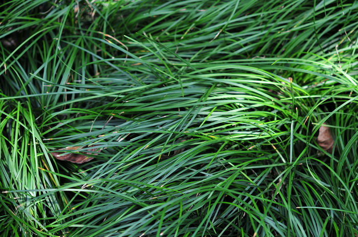 麦冬Ophiopogon japonicus