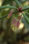 垂叶黄精Polygonatum curvistylum