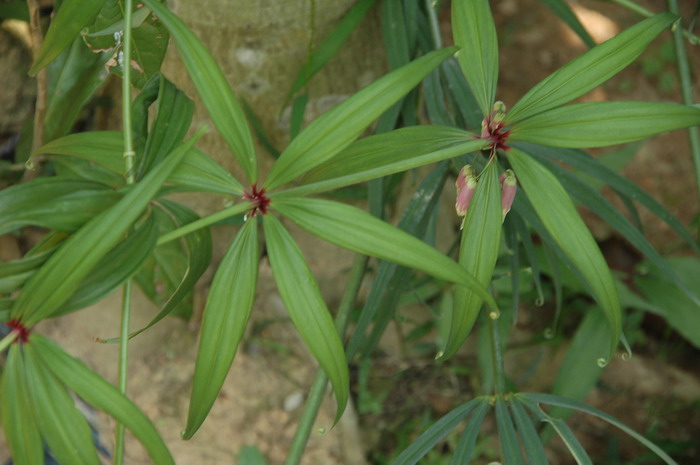 垂叶黄精Polygonatum curvistylum