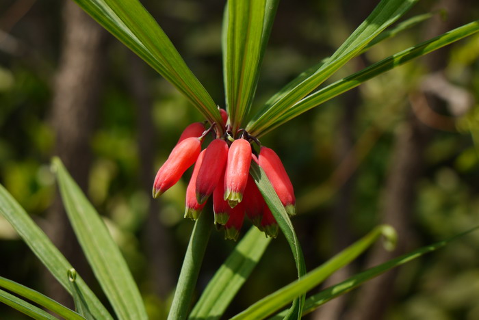 滇黄精Polygonatum kingianum