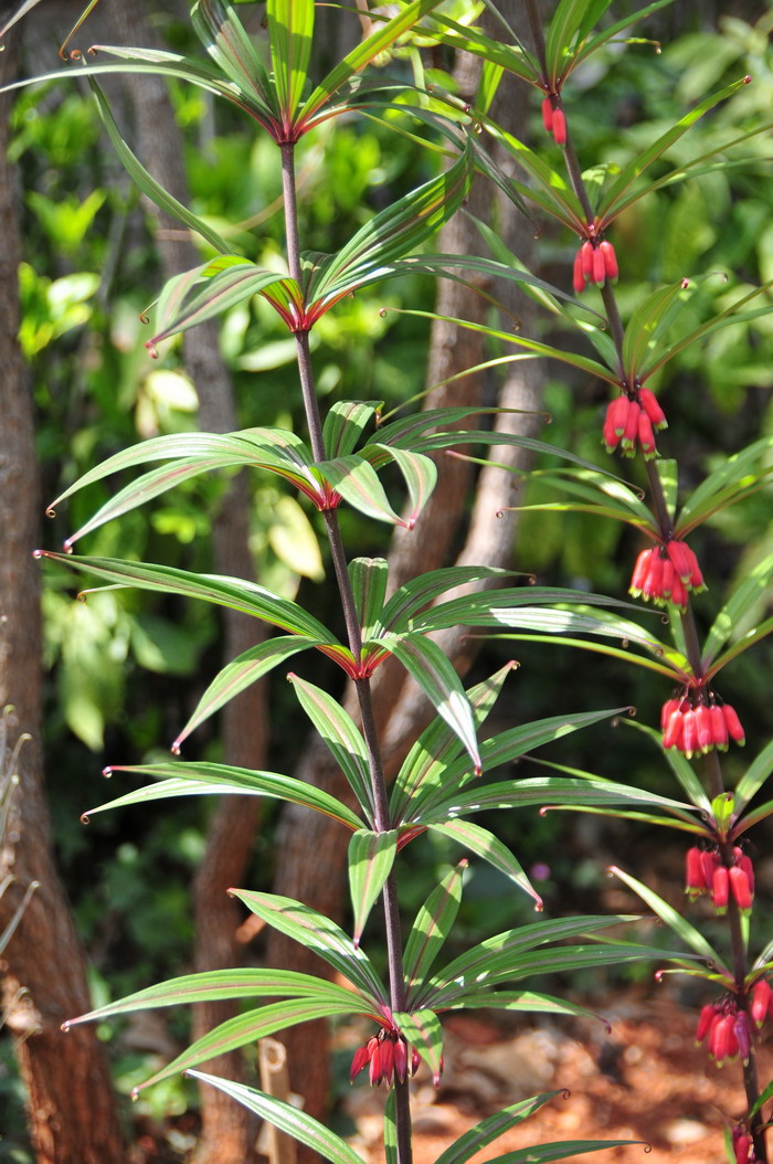 滇黄精Polygonatum kingianum 滇黄精Polygonatum kingianum