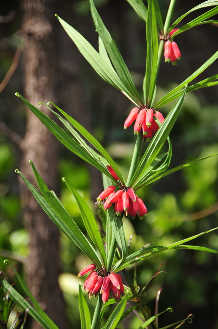 滇黄精Polygonatum kingianum 滇黄精Polygonatum kingianum