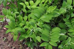 玉竹Polygonatum odoratum