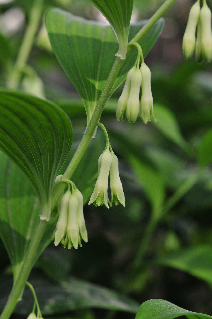 玉竹Polygonatum odoratum