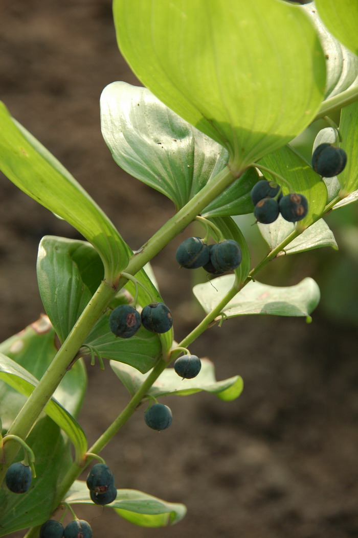 玉竹Polygonatum odoratum