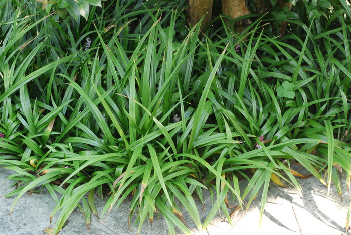 吉祥草Reineckea carnea 吉祥草Reineckea carnea