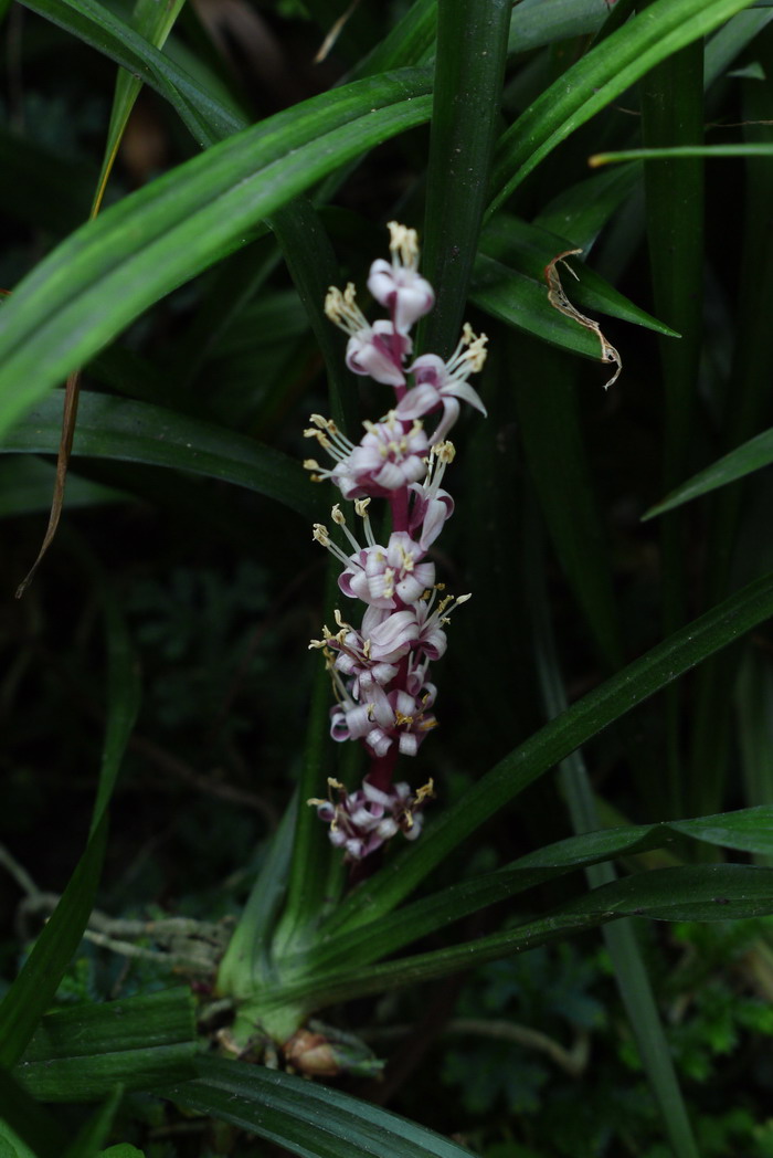 吉祥草Reineckea carnea 吉祥草Reineckea carnea