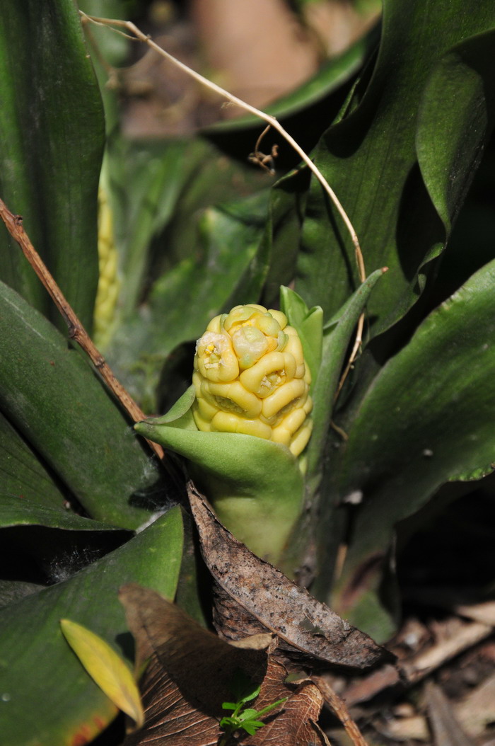 万年青Rohdea japonica 万年青Rohdea japonica
