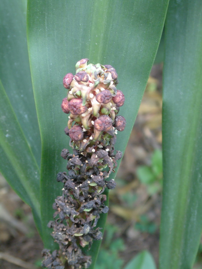 长柱开口箭Tupistra grandistigma 长柱开口箭Tupistra grandistigma