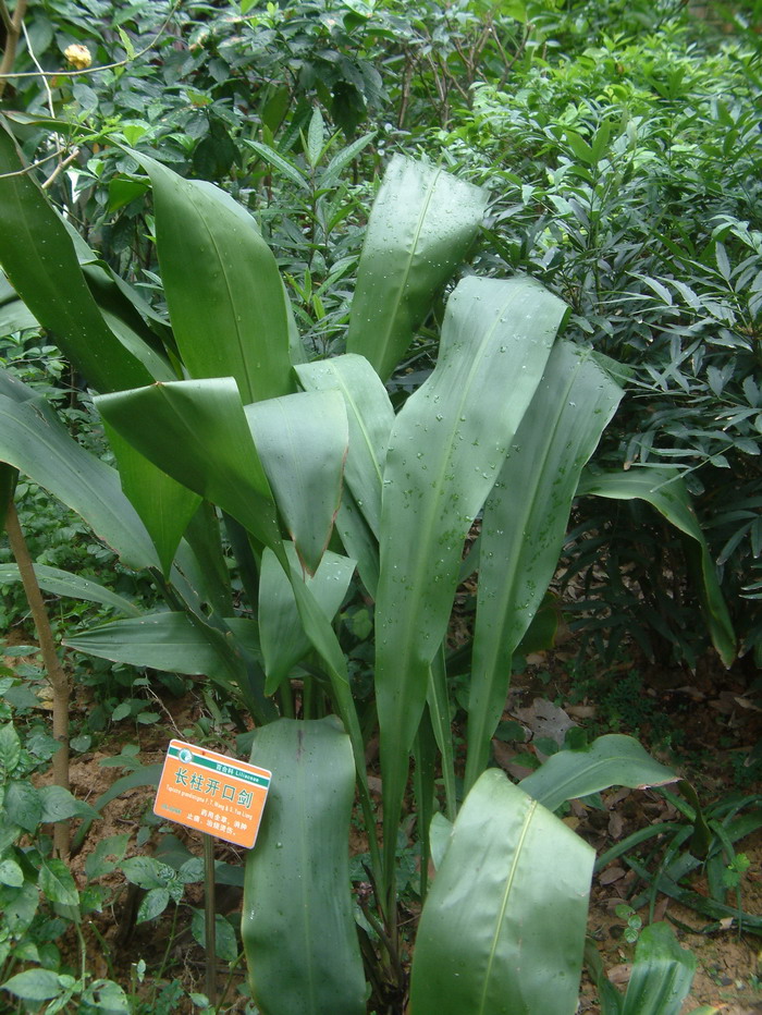 长柱开口箭Tupistra grandistigma