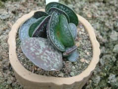 御所锦Adromischus maculatus