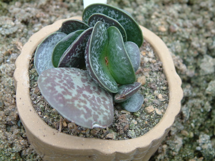 御所锦Adromischus maculatus 御所锦Adromischus maculatus