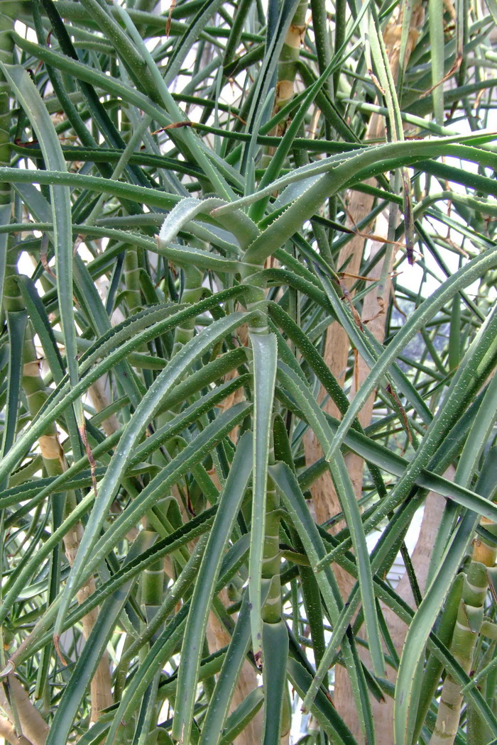 大树芦荟Aloe barberae 大树芦荟Aloe barberae