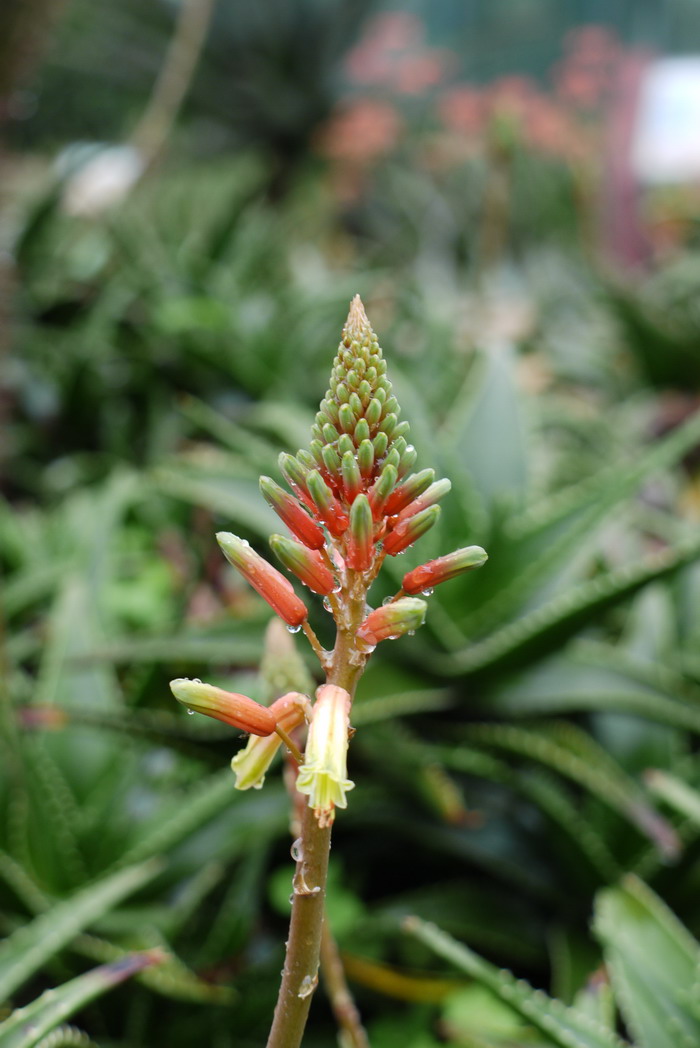 翠绿芦荟Aloe × delaetii 翠绿芦荟Aloe × delaetii
