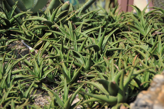 翠绿芦荟Aloe × delaetii 翠绿芦荟Aloe × delaetii