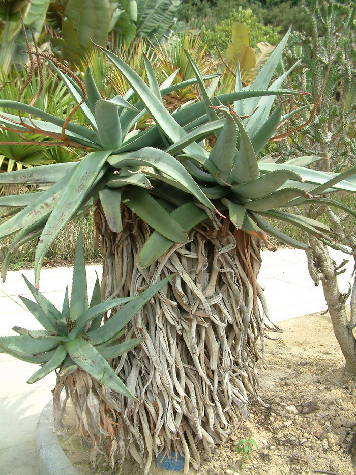 非洲芦荟Aloe africana