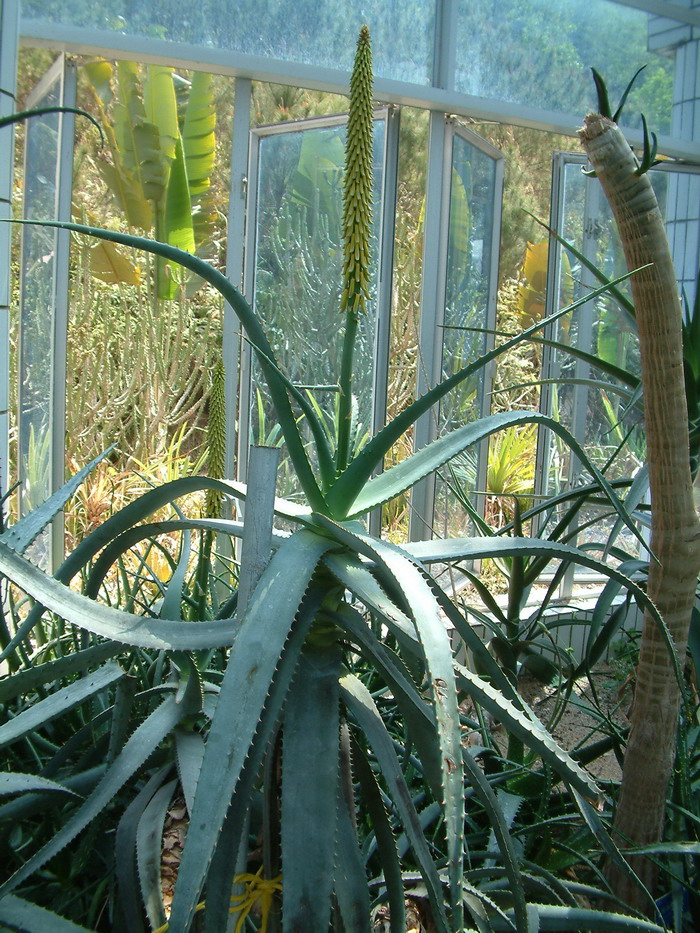 非洲芦荟Aloe africana