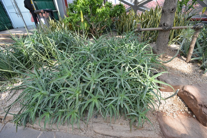木立芦荟Aloe arborescens