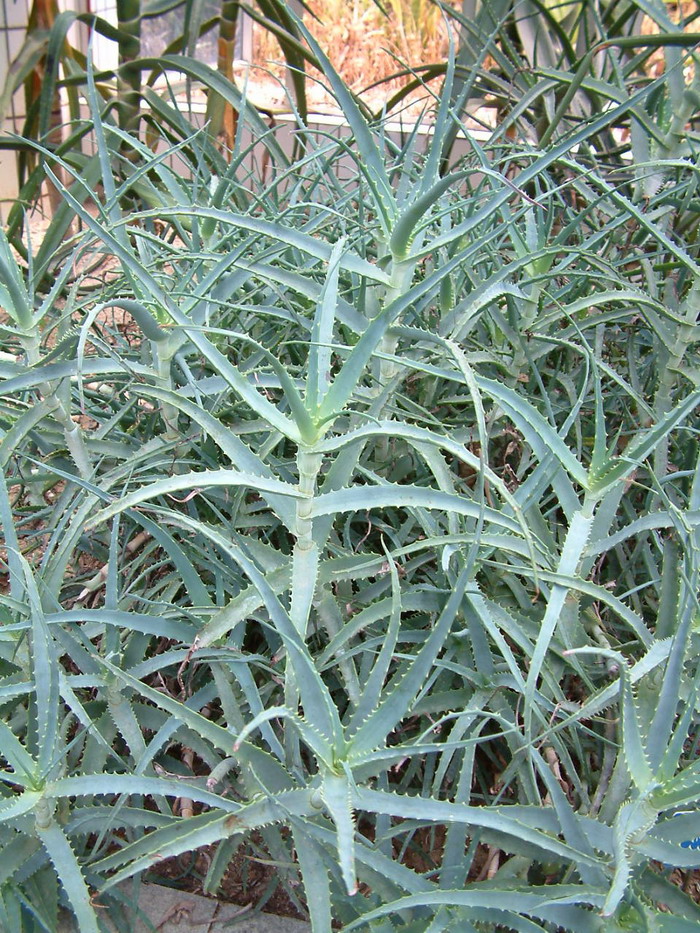 木立芦荟Aloe arborescens