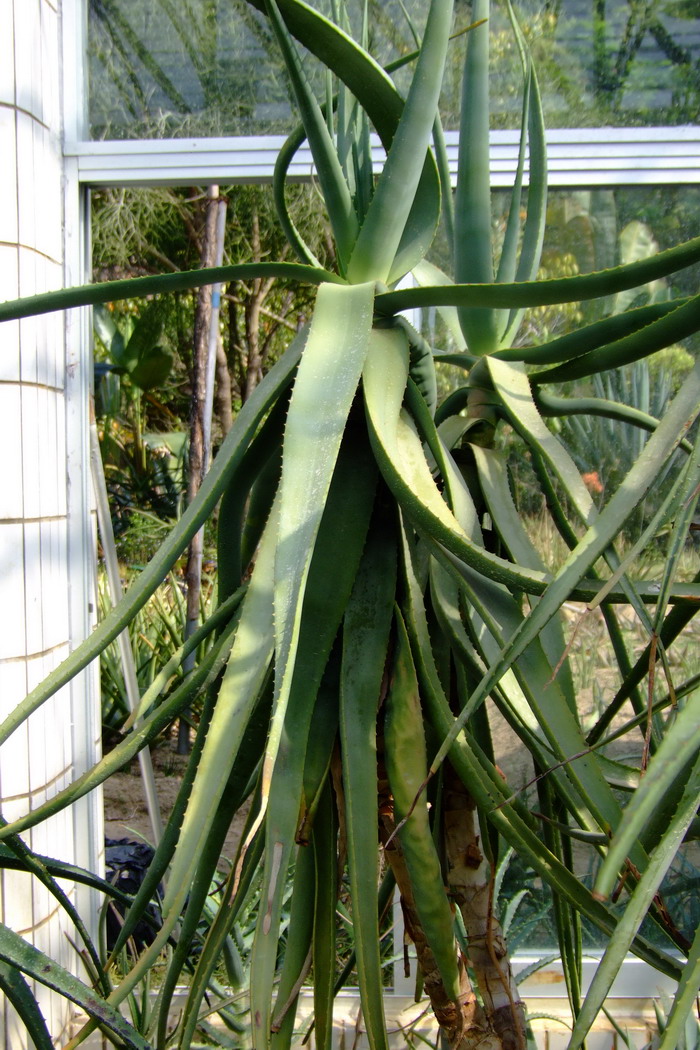 栗褐芦荟Aloe castanea