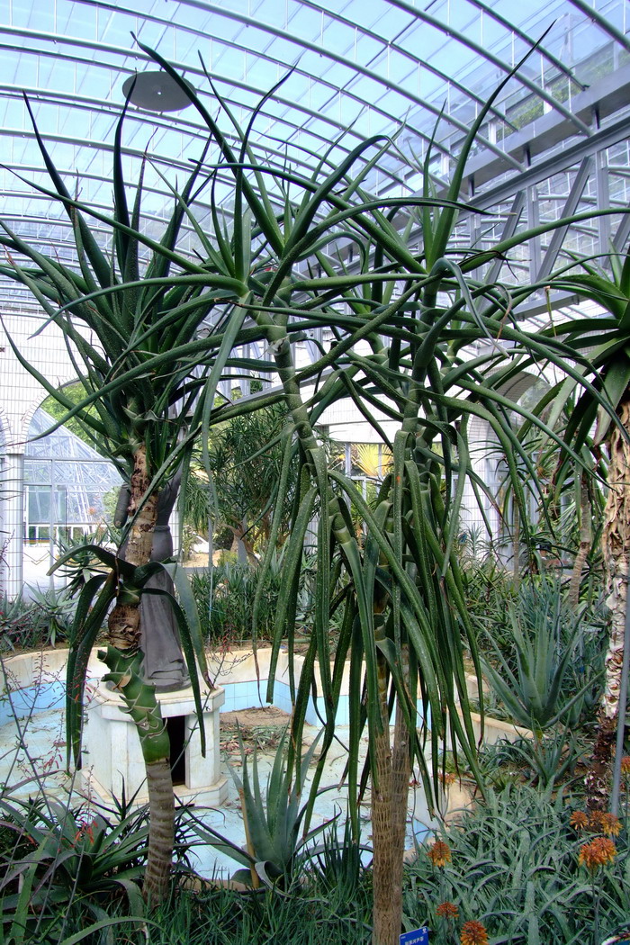 刚果河芦荟Aloe tenuifolia 刚果河芦荟Aloe tenuifolia