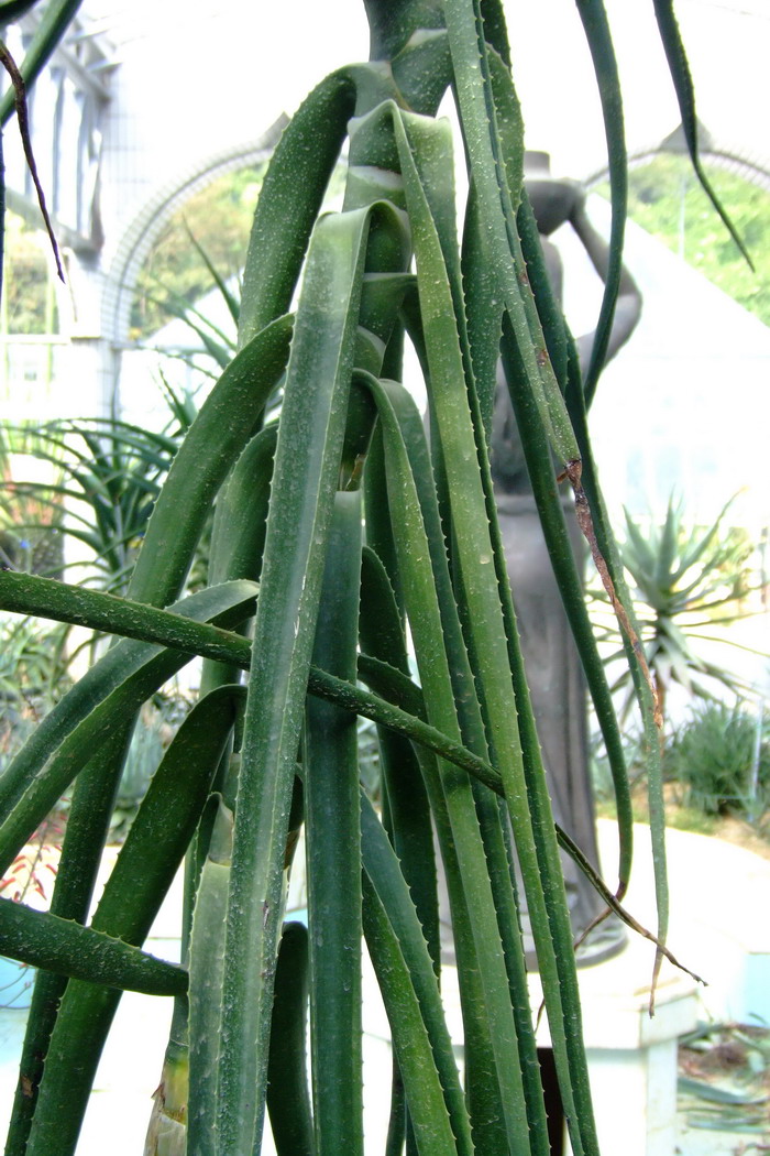 刚果河芦荟Aloe tenuifolia