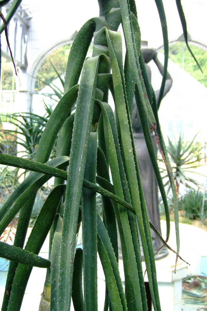 刚果河芦荟Aloe tenuifolia 刚果河芦荟Aloe tenuifolia