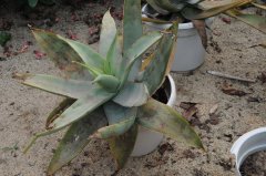 第可芦荟Aloe descoingsii