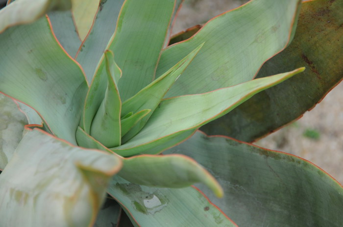 第可芦荟Aloe descoingsii