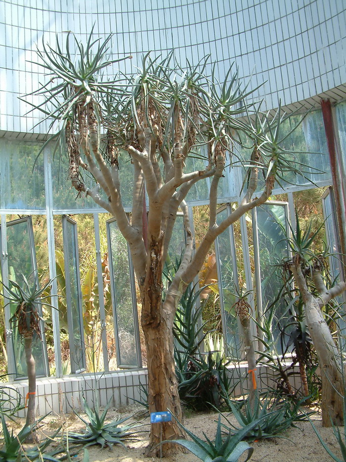 二岐芦荟Aloe dichotoma 二岐芦荟Aloe dichotoma