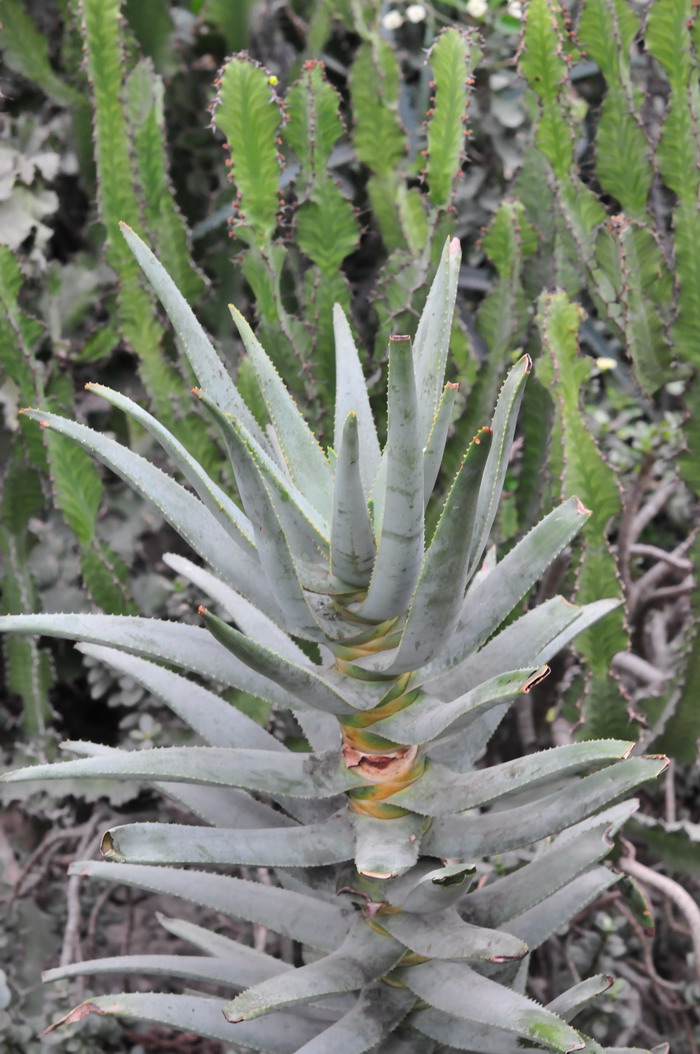 二岐芦荟Aloe dichotoma