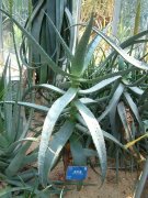 高芦荟Aloe excelsa