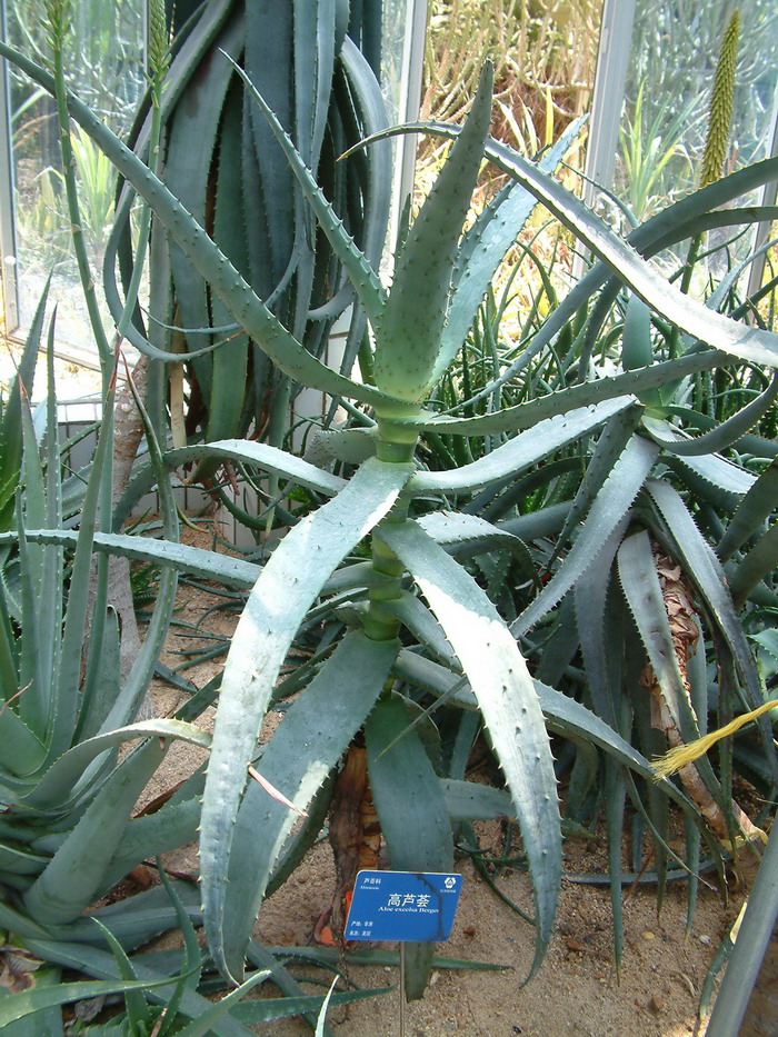 高芦荟Aloe excelsa