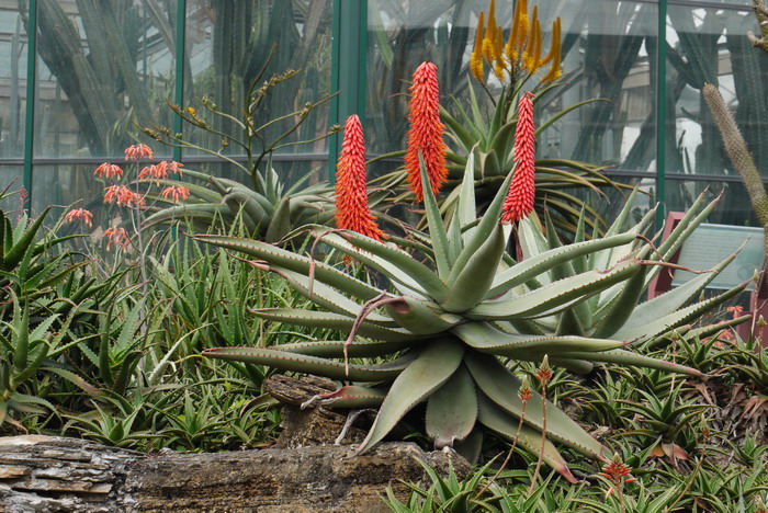 多刺芦荟Aloe ferox 多刺芦荟Aloe ferox