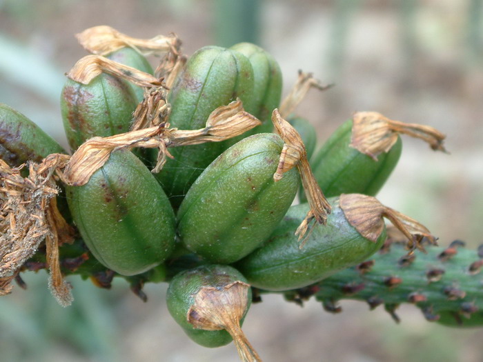 鬼切芦荟Aloe marlothii 鬼切芦荟Aloe marlothii