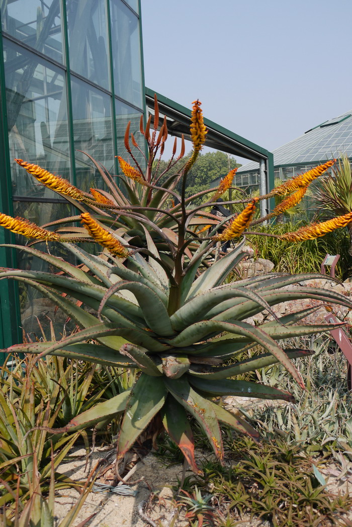 鬼切芦荟Aloe marlothii